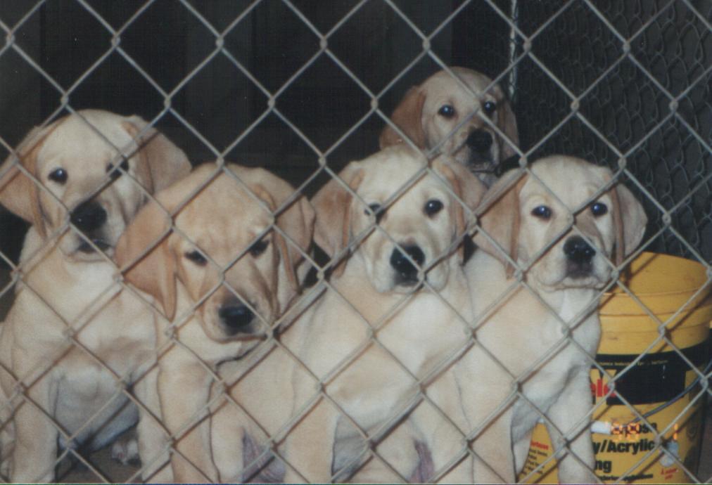 puppiesgroup.jpg