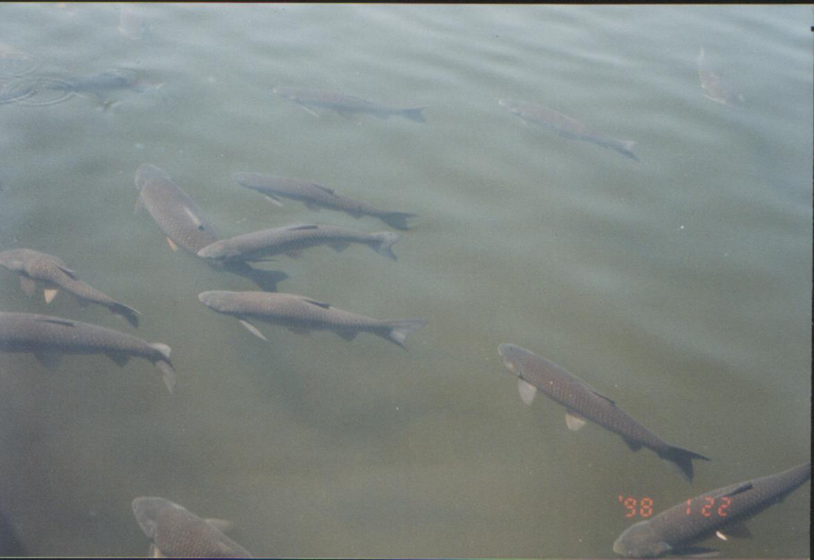 sbmonsterfish.jpg